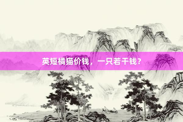 英短橘猫价钱,一只若干钱?